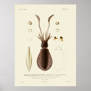Poster Calmar Vintage Céphalopod Mer Créatures Art Imprim