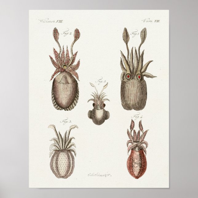 Poster Calmar Vintage Céphalopod Mer Créatures Art Imprim (Devant)