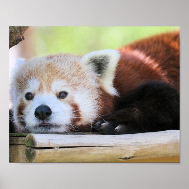 Poster Calme (Devant)