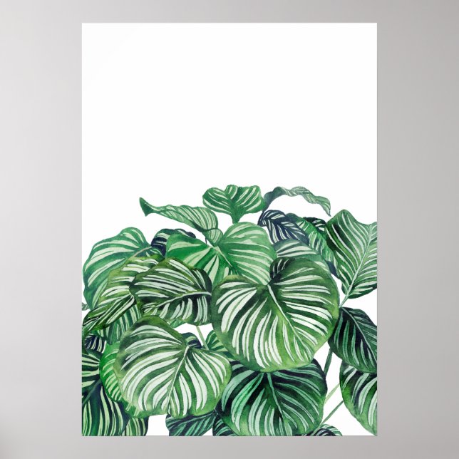 Poster Calthea Orbifolia (Devant)