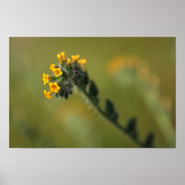 Poster camarade jaune (Devant)