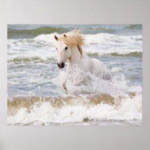 Poster Camargue à cheval dans le Surf