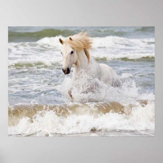 Poster Camargue à cheval dans le Surf (Devant)