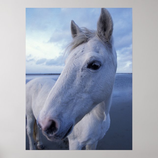 Poster Camargue Horse (Devant)