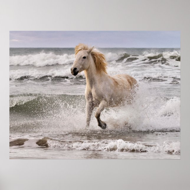 Poster Camargue Horse court de Surf (Devant)