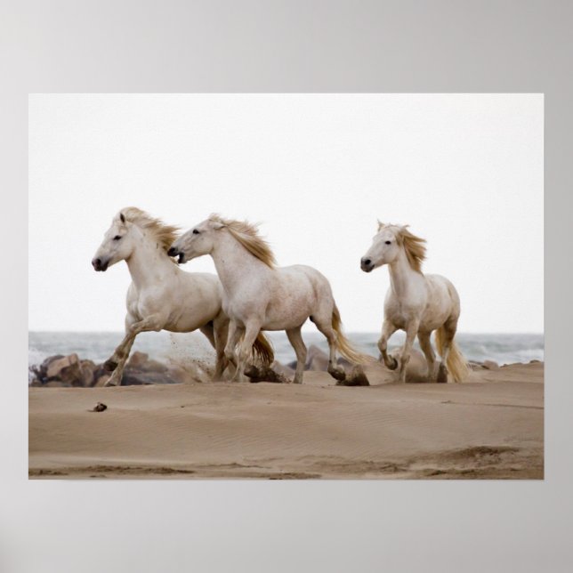 Poster Camargue Horses courir sur la plage (Devant)