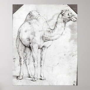 Poster Camel
