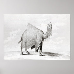 Poster Camel