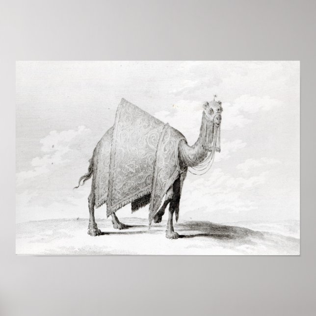 Poster Camel (Devant)
