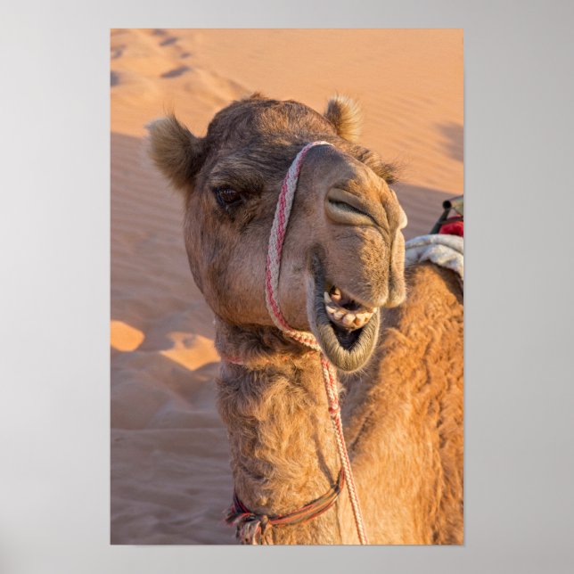 Poster Camel amusant (Devant)