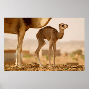 Poster Camel bébé