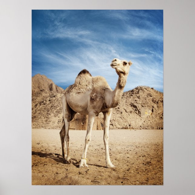 Poster Camel dans le désert (Devant)