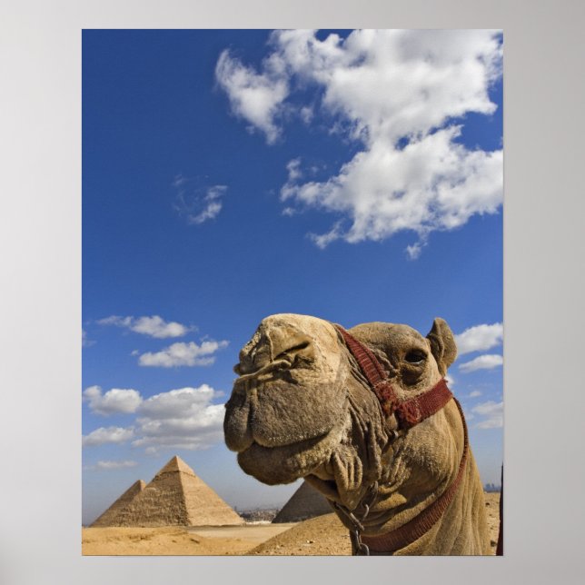 Poster Camel devant les pyramides de Gizeh, Egypte, (Devant)