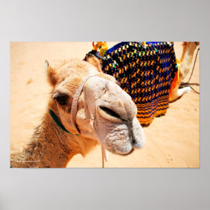 Poster Camel Dromédaire Arabe