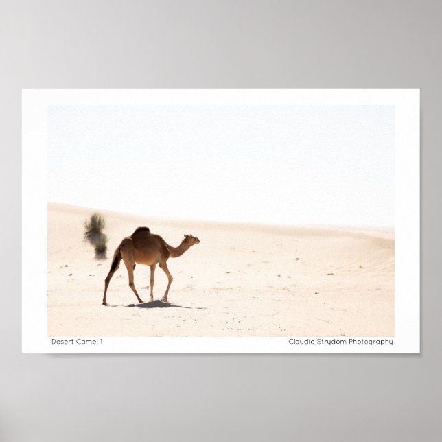 Poster Camel du désert 1 (Devant)