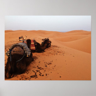 Poster Camel from the back