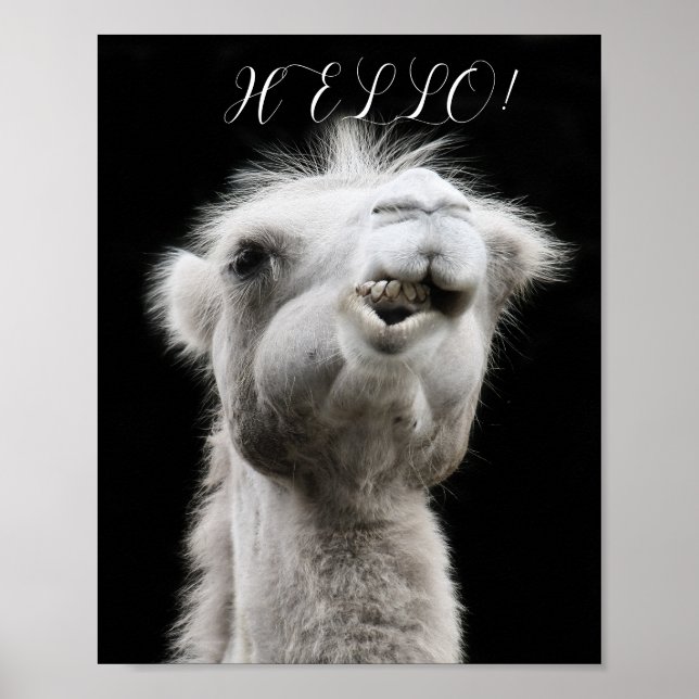 POSTER CAMEL HELLO (Devant)
