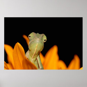 Poster caméléon