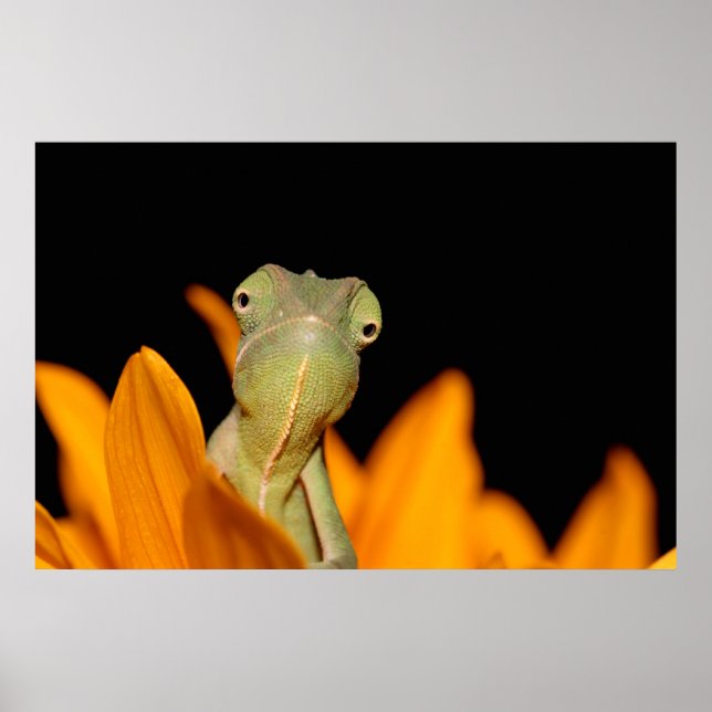 Poster caméléon (Devant)