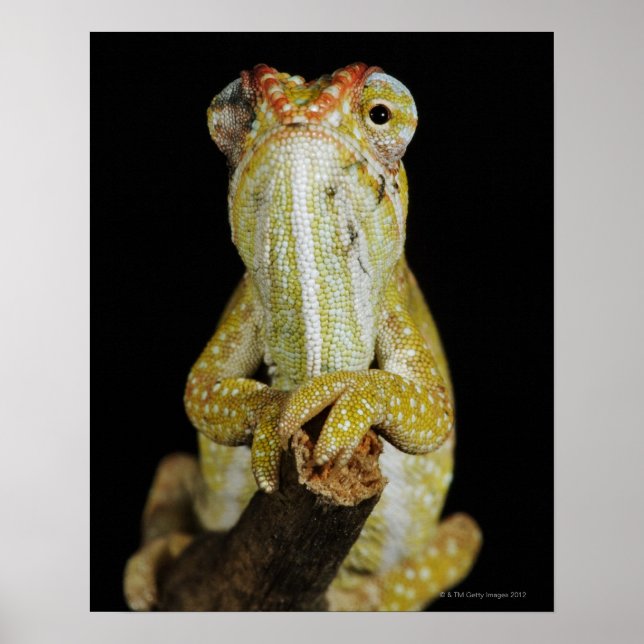 Poster Caméléon à bijoux ou caméléon de Campan (Devant)
