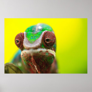 Poster Caméléon panthère, Madagascar