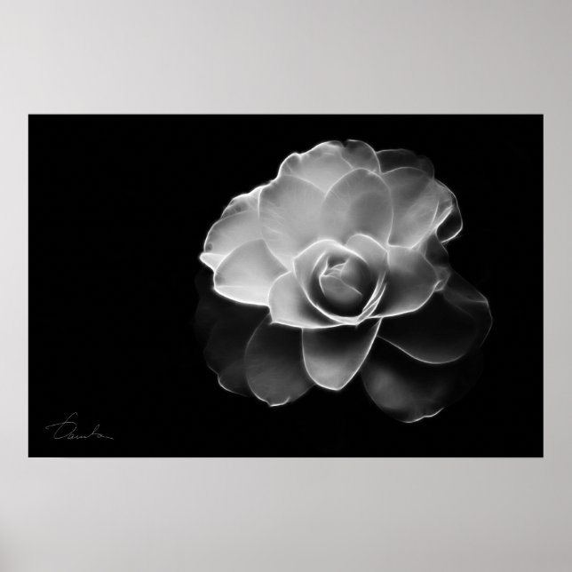 Poster camélia blanc BW (Devant)