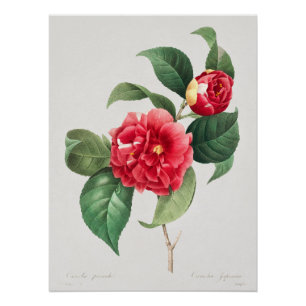 Poster Camélia panaché, Pierre-Joseph Redouté, 1833