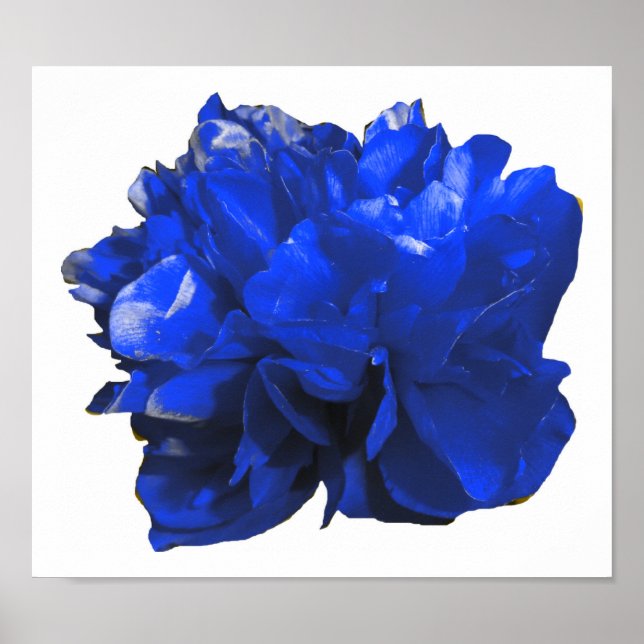Poster Camelia Pop Blue (Devant)