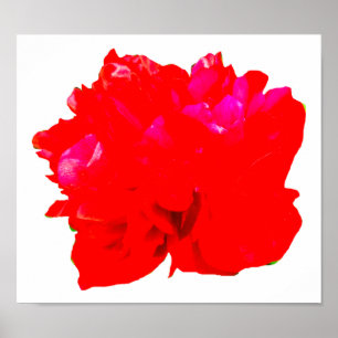 Poster Camelia Pop Red