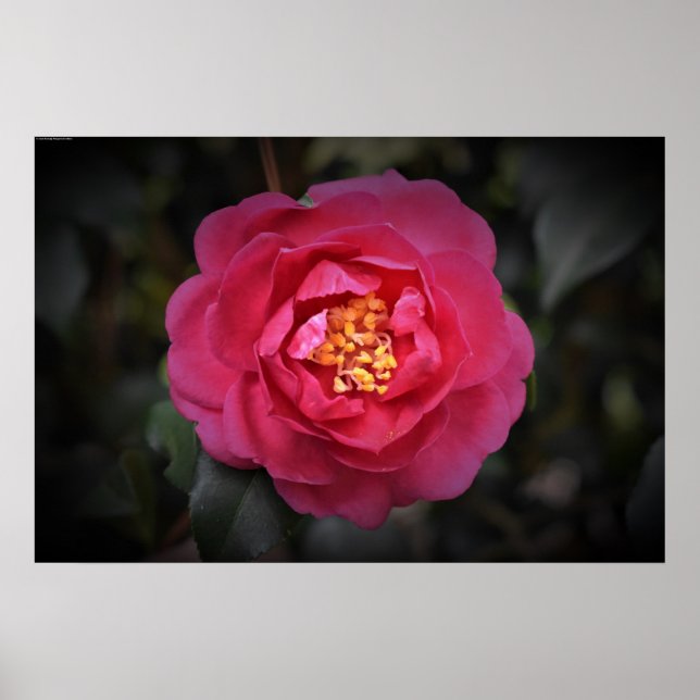 Poster Camellia, (Devant)