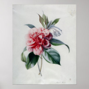 Poster Camellia