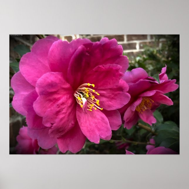 Poster Camellia, (Devant)