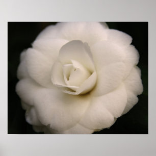 Poster Camellia blanche