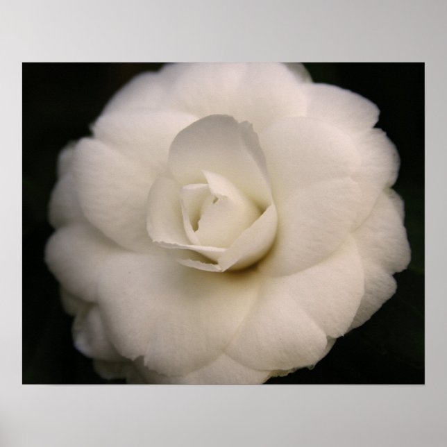 Poster Camellia blanche (Devant)