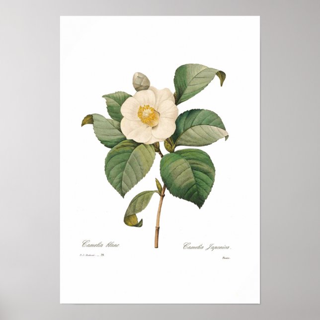 Poster Camellia blanche unique (Devant)