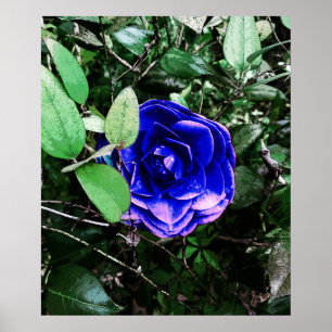 Poster Camellia bleue 401