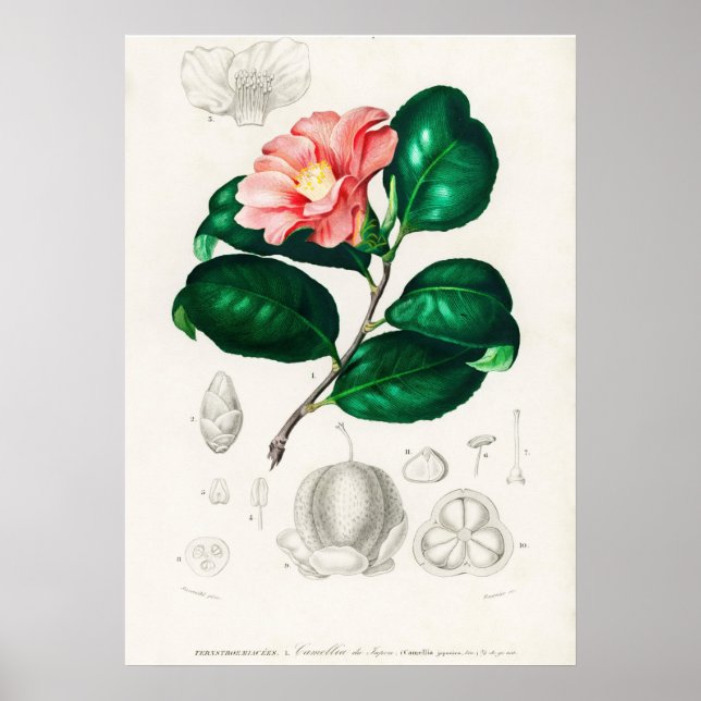 Poster Camellia japonica (Camélia du Japon) (Devant)