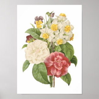 Poster camellia, narcisse, poitrine de Redouté