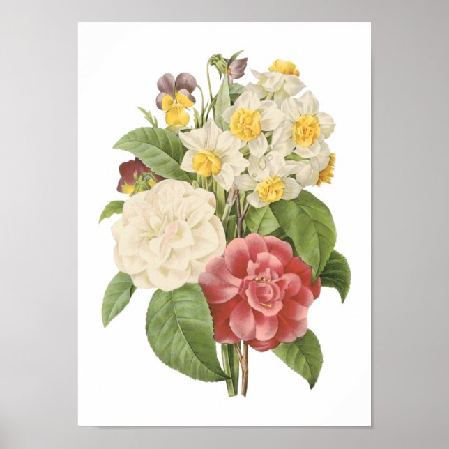 Poster camellia, narcisse, poitrine de Redouté (Devant)