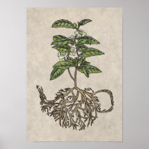 Camellia sinensis - plante à thé