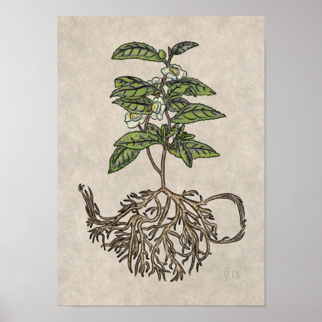 Poster Camellia sinensis - plante à thé (Devant)