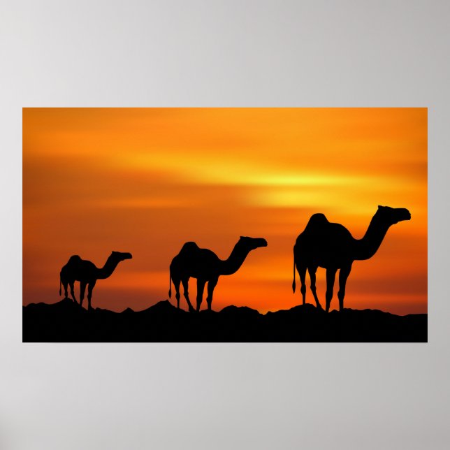 Poster Camels au coucher du soleil (Devant)
