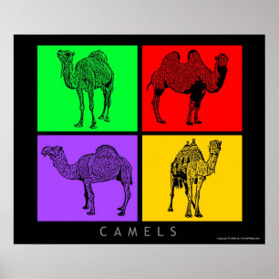 Poster Camels colorés