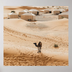 Poster Camels Glamping : Marocain Desert Luxe