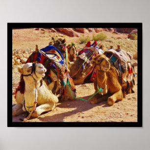 Poster Camels souriants