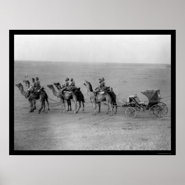 Poster Camels tirant un chariot à travers le Sahara 1901 (Devant)