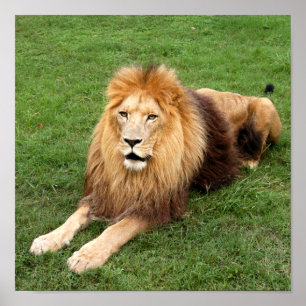 Poster Cameron 1 11x11