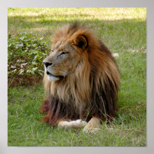 Poster Cameron 3 11x11