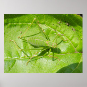 Poster Camouflage de cricket vert