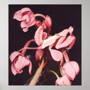 Poster Camouflage rose de mante de prière